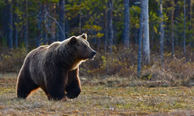Hungry Bears Wander Into US West Homes, Shops in Record Numbers