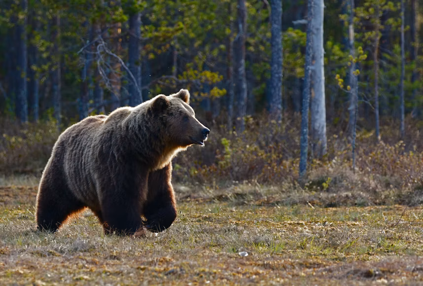 Hungry Bears Wander Into US West Homes, Shops in Record Numbers