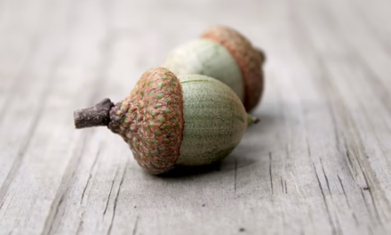 The Acorn Is Returning to American Kitchens as Chefs and Researchers Reconsider the Wild Nut