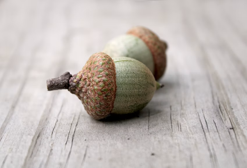 The Acorn Is Returning to American Kitchens as Chefs and Researchers Reconsider the Wild Nut