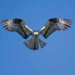 Scientists Investigate Why Osprey Populations Are Declining Along the East Coast