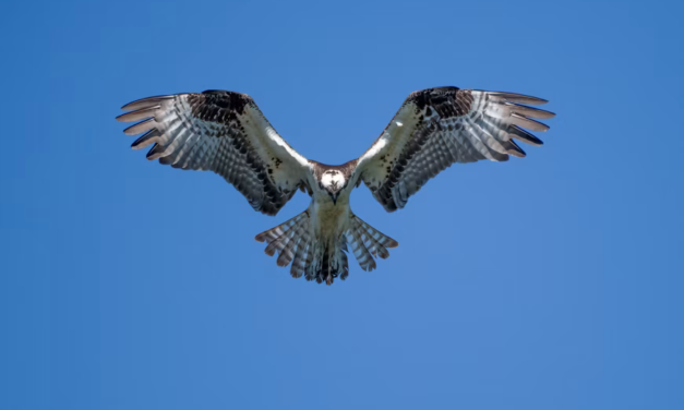Scientists Investigate Why Osprey Populations Are Declining Along the East Coast