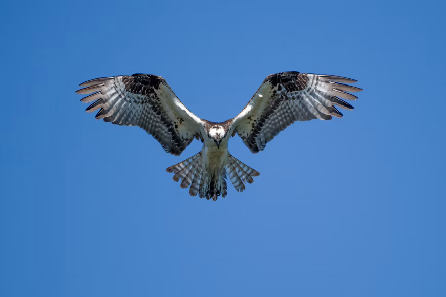 Scientists Investigate Why Osprey Populations Are Declining Along the East Coast